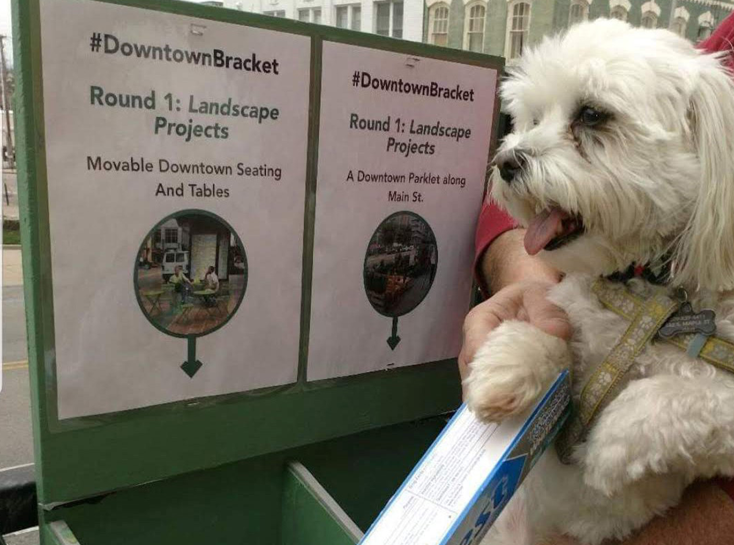 Dog Voting in Downtown Bracket Challenge 